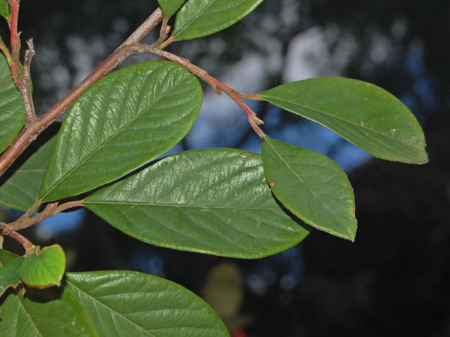 Bacche rosse in un parco pubblico - cfr. Photina serrulata